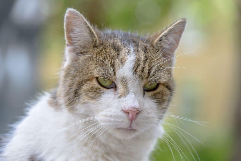 Starea lui Chief Mouser Larry, motanul premierului britanic, după operație