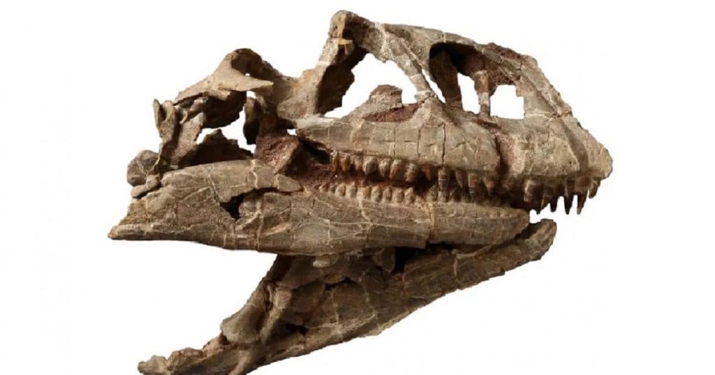 Un craniu de dimensiuni mari aparținând unei specii necunoscute de dinozaur, care a existat acum 200 de milioane de ani, a fost găsit în China.