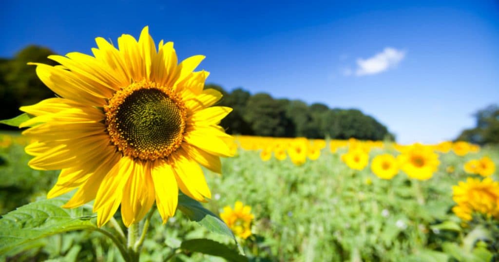 România este acuzată că încalcă interdicția UE privind pesticidele interzise: A oferit derogări ilegale.