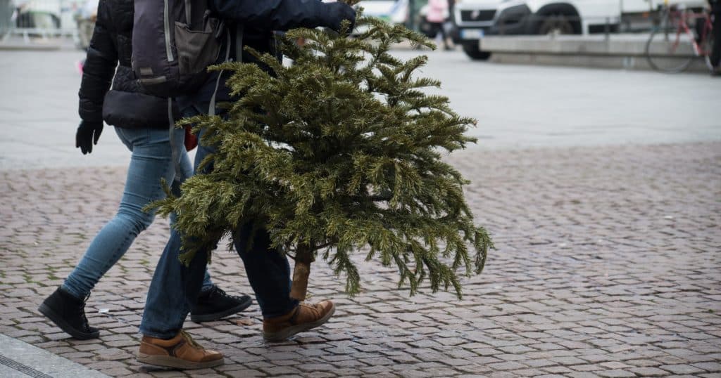 Locurile unde sunt aruncați brazii de Crăciun după sărbători. Primăriile din București și din țară au informat despre amenzi pentru nerespectarea regulilor.