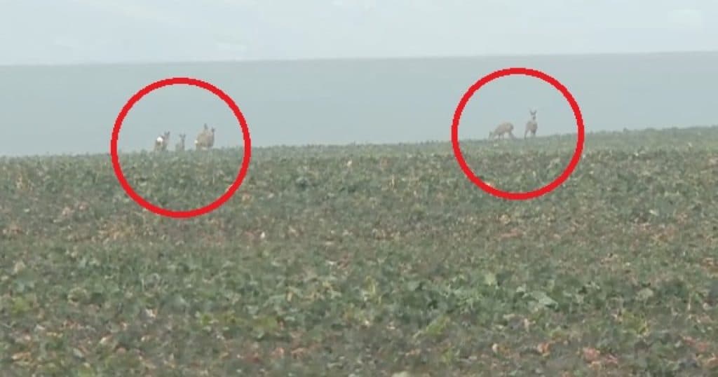 Animalele sălbatice provoacă distrugeri în căutarea hranei. Zeci de hectare de rapiță și grâu din Iași, afectate de turmele de căprioare.