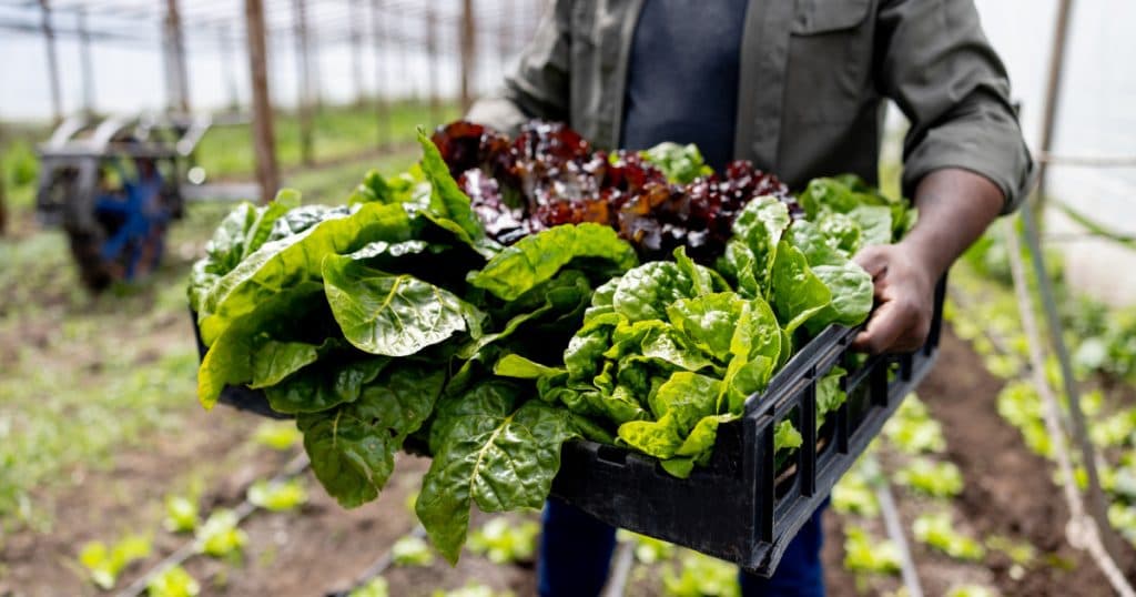 Au apărut primele verdețuri din acest sezon. Cu cât se vinde salata verde în piețe.