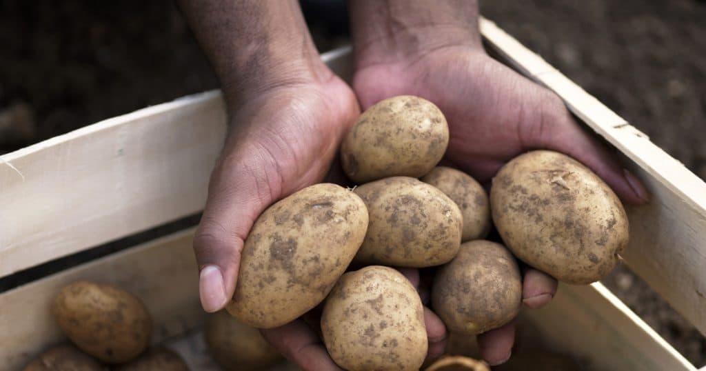 Suprafața cultivată cu cartofi în România s-a înjumătățit, iar producția a atins cel mai mic nivel. Cum motivează specialiștii această situație?