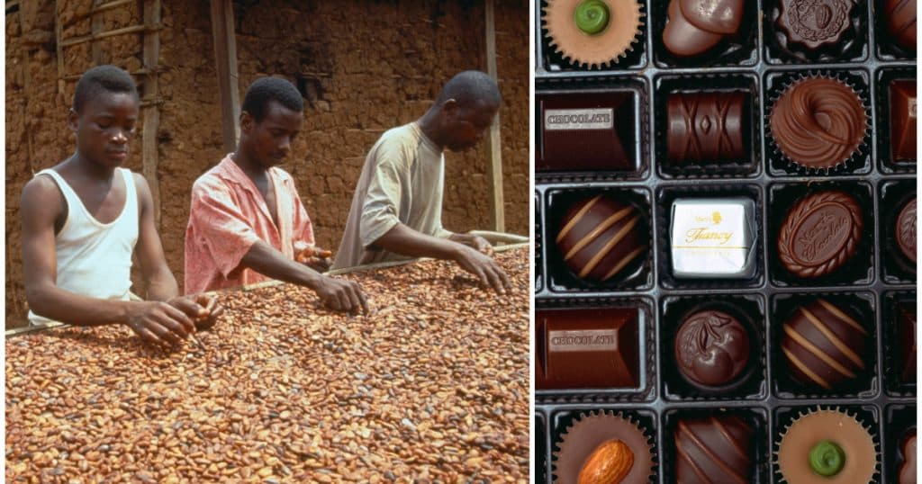 Cea mai gravă criză de cacao din ultimele șase decenii. Impactul încălzirii globale asupra Zilei Îndrăgostiților și altor sărbători.