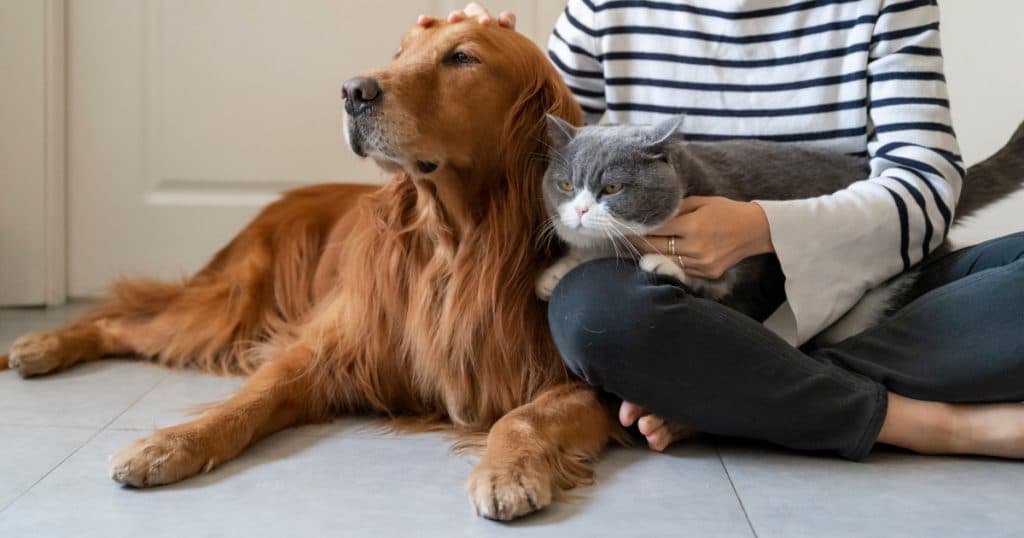Fraudă de 150.000 de euro cu animale de companie fictive. O grupare spaniolă a fost arestată, după ce a păcălit peste 100 de persoane.