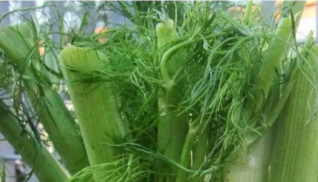 Planta cunoscută drept „sedativ natural”. Te ajută să te relaxezi și să adormi rapid noaptea.