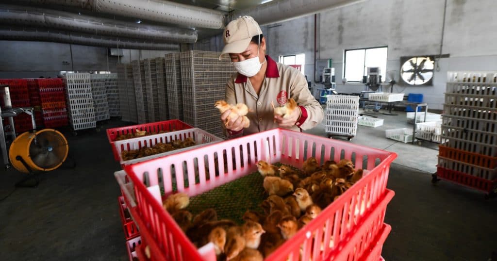 Pui rezistenți la boli și cereale modificate genetic. Strategia Chinei pentru a impulsiona agricultura în fața SUA
