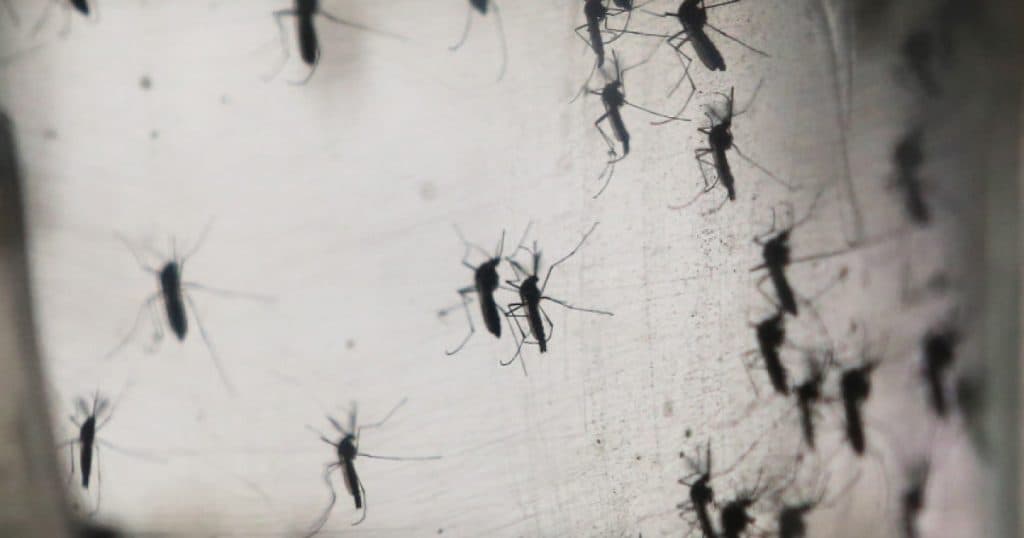 Răsplată pentru capturarea țânțarilor: Strategiile unui oraș din Filipine pentru a combate răspândirea febrei dengue