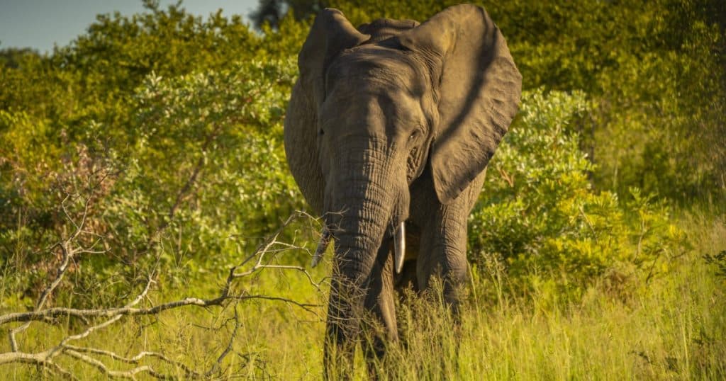 Un turist german a fost omorât de un elefant în India. „Nu a luat în considerare avertismentele celorlalți călători.”