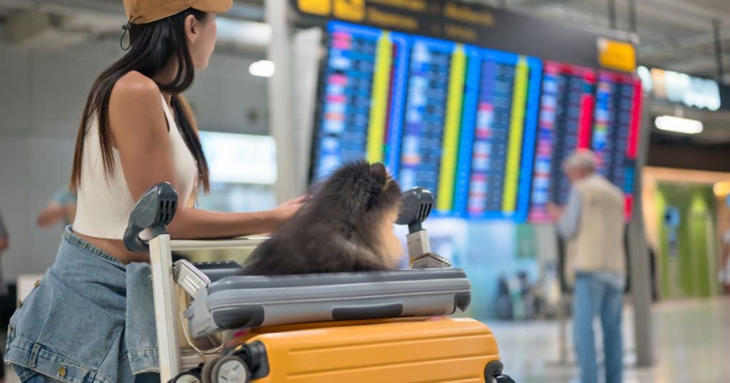 Aeroporturile din Europa devin prietenoase cu animalele. Când ar putea fi introduse și în România zone speciale pentru acestea. „Nu am avut cereri”