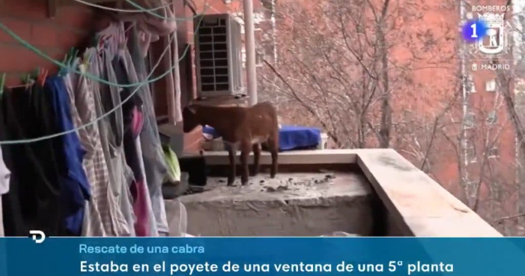O capră prinsă la etajul cinci a fost salvată de pompieri. Cum a ajuns animalul în acea situație?