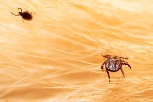 Atenție la Boala Lyme: Principalele semne timpurii și metode de protecție