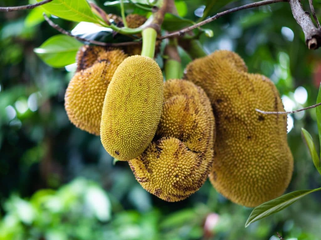 Jackfruit și avantajele sale asupra sănătății feminine! Include antioxidanți care luptă împotriva îmbătrânirii premature a pielii.