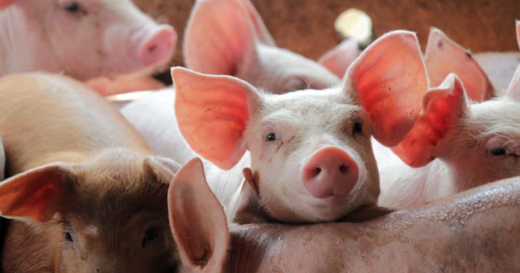Spaniolii au acționat în instanță statul din cauza poluării cauzate de fermele de porci.