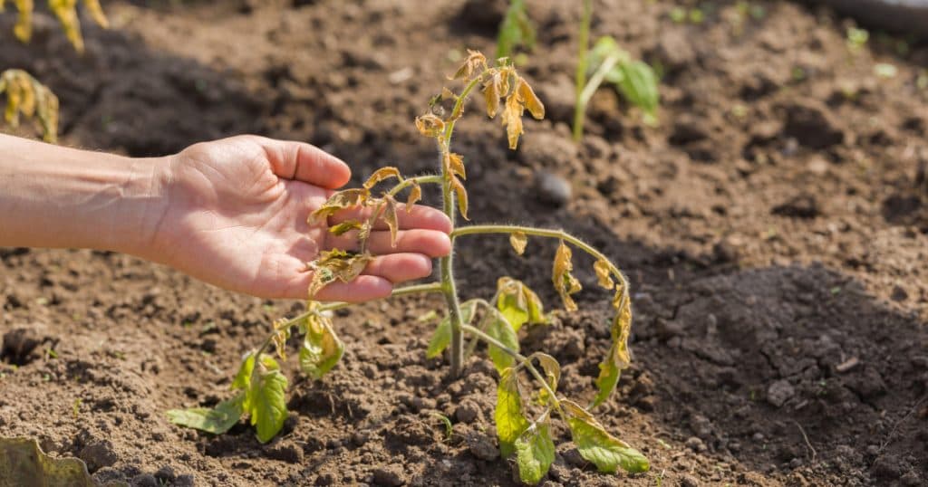 Culturi afectate de ger. Fermierii din Olt evaluează pagubele, după ce roșiile și varza au înghețat. „Din 10.000, au murit toate”