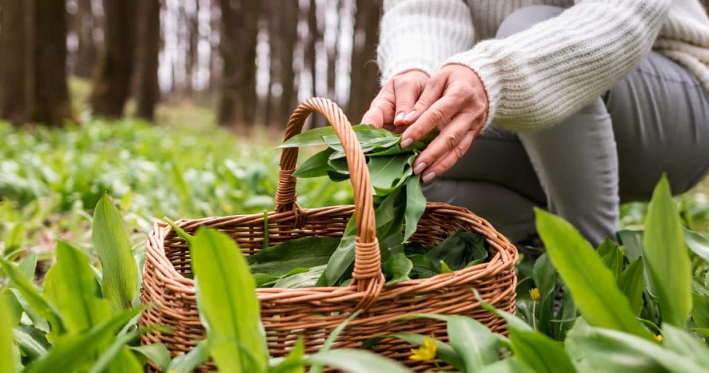 Alimentul care diminuează inflamația intestinală. Nutriționist: Are proprietăți antioxidante și combate stresul oxidativ.