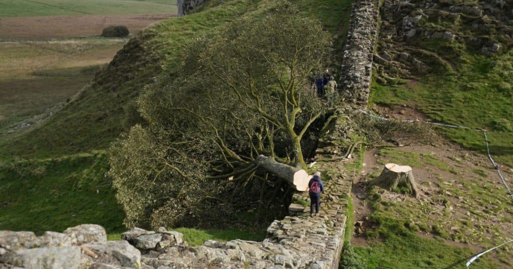 Bărbații care au tăiat „copacul lui Robin Hood”, cu o vârstă de 200 de ani, au fost duși în instanță. „Un act de vandalism stupid”