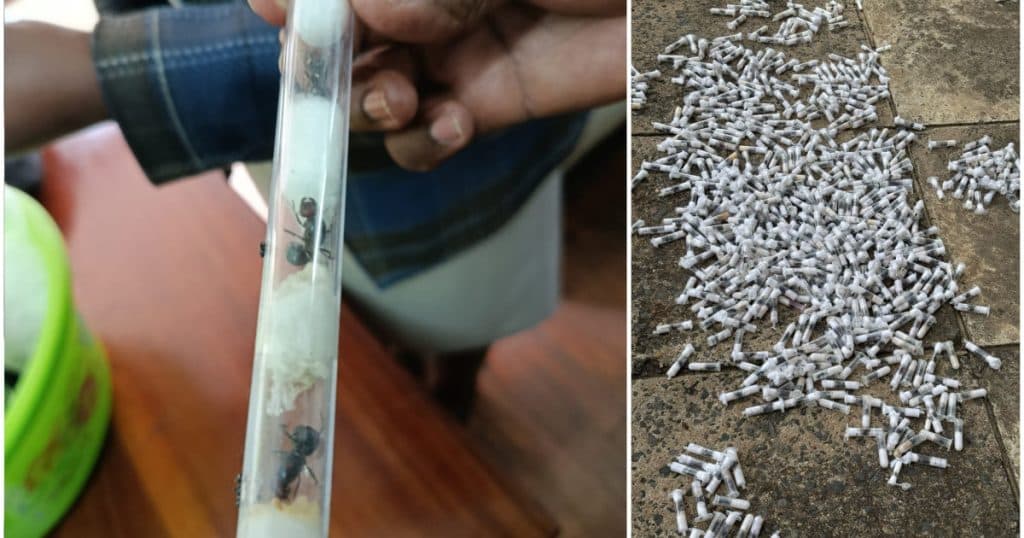 Contrabandiști de furnici rare, capturați în Kenya. 5000 de insecte erau destinate piețelor de animale exotice din Europa și Asia.