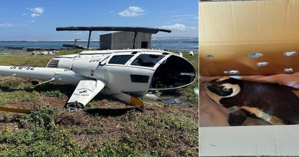 Cum a dus un pinguin la prăbușirea unui elicopter în Africa de Sud