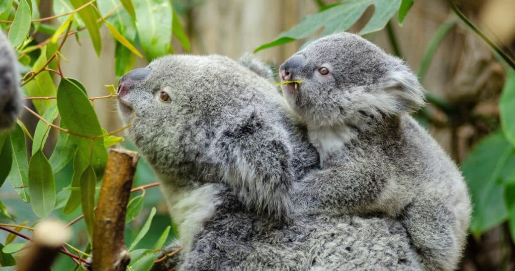 Sute de koala sunt împușcați din elicoptere în Australia. „Mulți pui sunt lăsați să sufere. E dezgustător și crud”. Care este explicația?