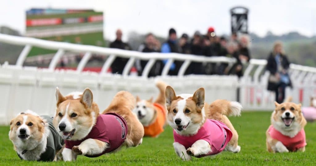 Distracție 100% britanică: Corgi Derby, cursa câinilor cu picioare scurte. „Este un carnagiu absolut, dar foarte distractiv.”