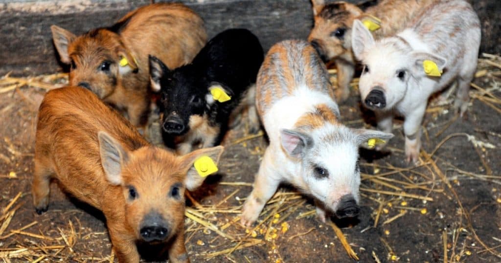 Guvernul a destinat 1,5 milioane lei, printr-o schemă de ajutor, pentru fermierii care cresc porci din rasele Bazna și Mangalița.