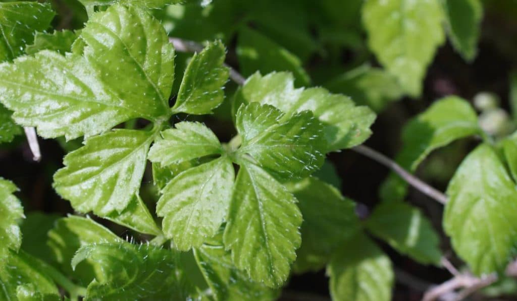 „Iarba nemuririi”, mai benefică decât ceaiul verde. Planta ce scade colesterolul și activează metabolismul.