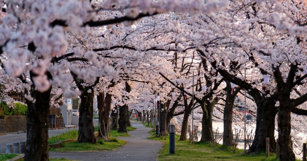 Japonia utilizează inteligența artificială pentru a proteja florile de cireș. Mecanismul de funcționare al „Sakura AI Camera”