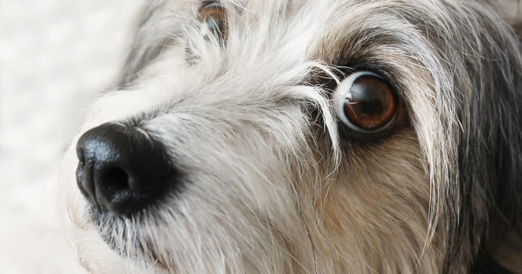 Parlamentarii SOS România propun crearea Registrului național pentru persoanele care au comis acte de cruzime asupra animalelor.