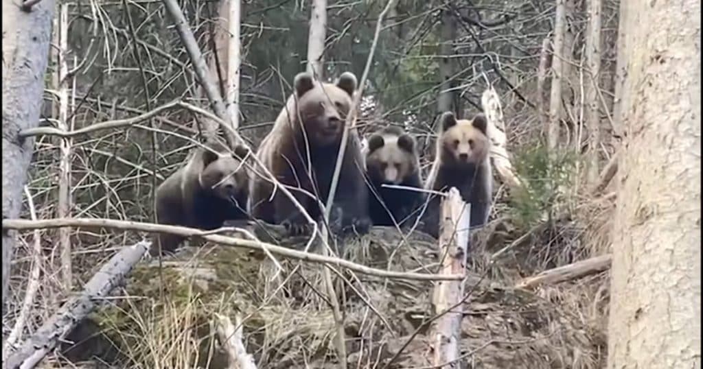 O ursoaică cu doi pui a fost observată într-o comună din județul Neamț, iar un mesaj Ro-Alert a fost emis.