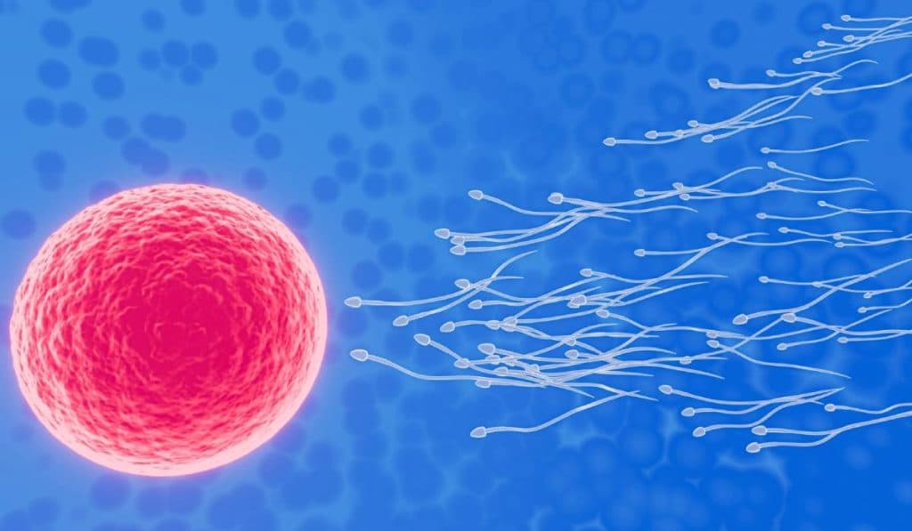 Sănătatea reproductivă – un efort comun al cuplului, nu doar o chestiune personală