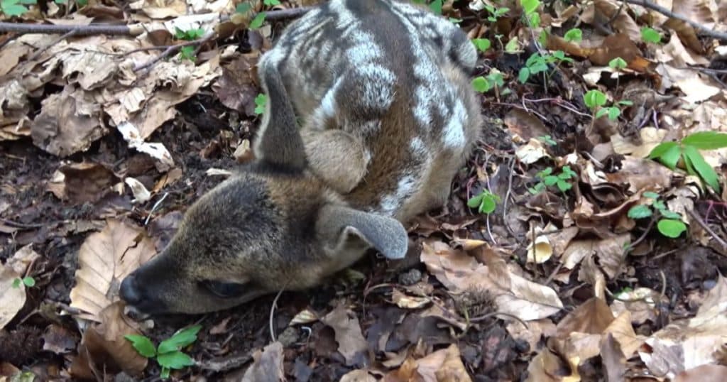 Pericol pentru animalele de la zoo: o căprioară de la Grădina Zoologică din Craiova a decedat după ce a fost hrănită de vizitatori.