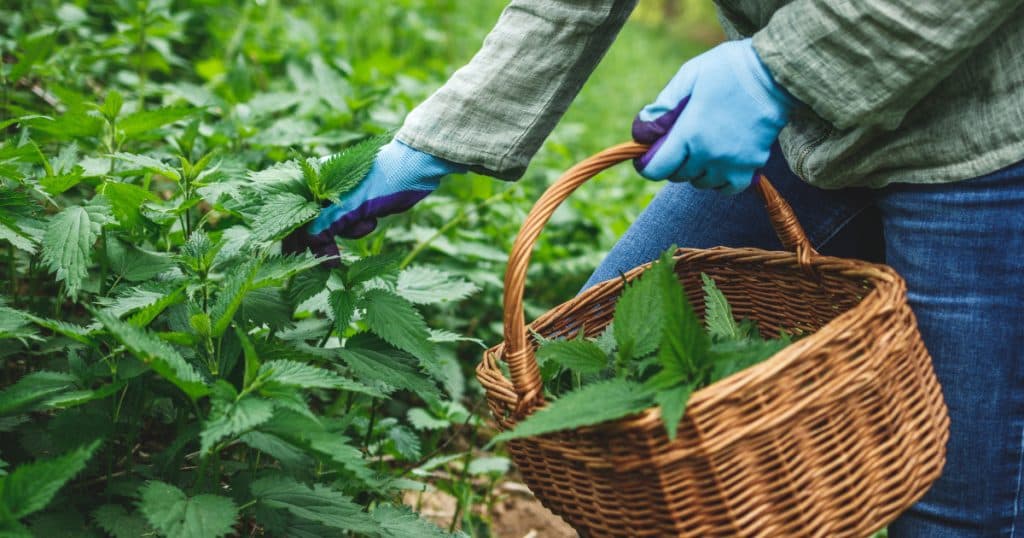 Planta de primăvară cu proprietăți terapeutice. Specialiștii afirmă: „Detoxifică organismul și elimină toxinele din corp”