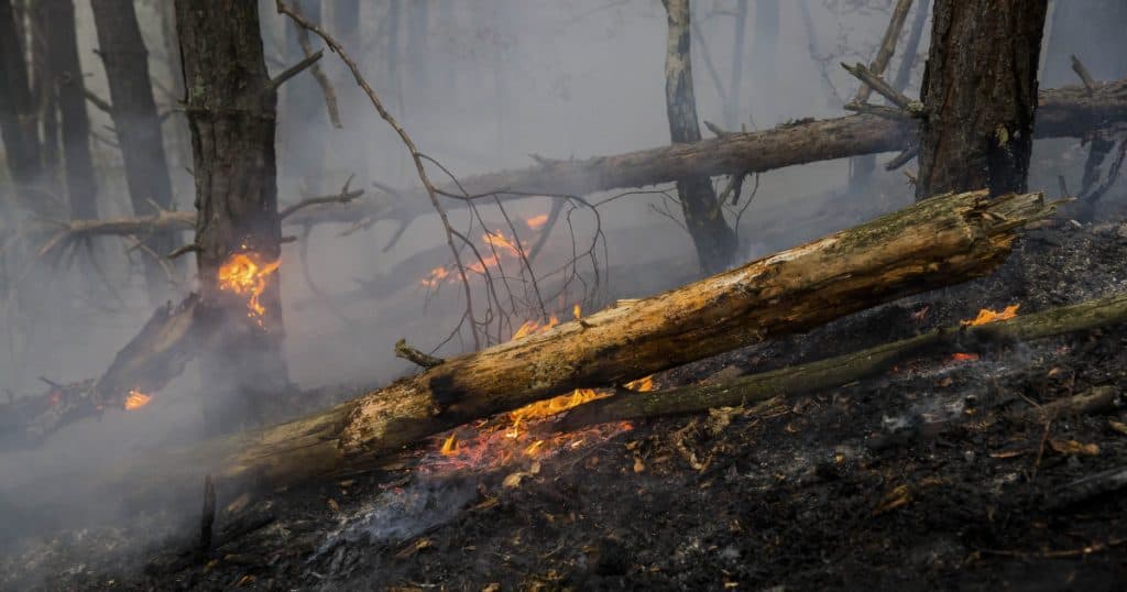 Pompierii din Argeș se confruntă cu un incendiu de pădure care se întinde pe aproape 30.000 mp, intervenția fiind îngreunată de vântul puternic.