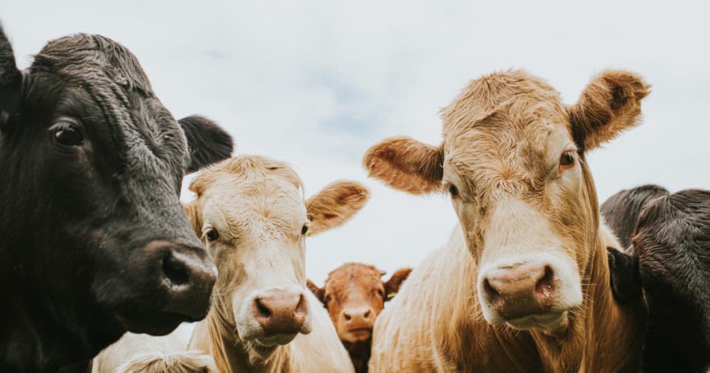 România a activat măsurile de urgenţă pentru protejarea sănătăţii animalelor. Apelul ANSVSA adresat fermierilor.