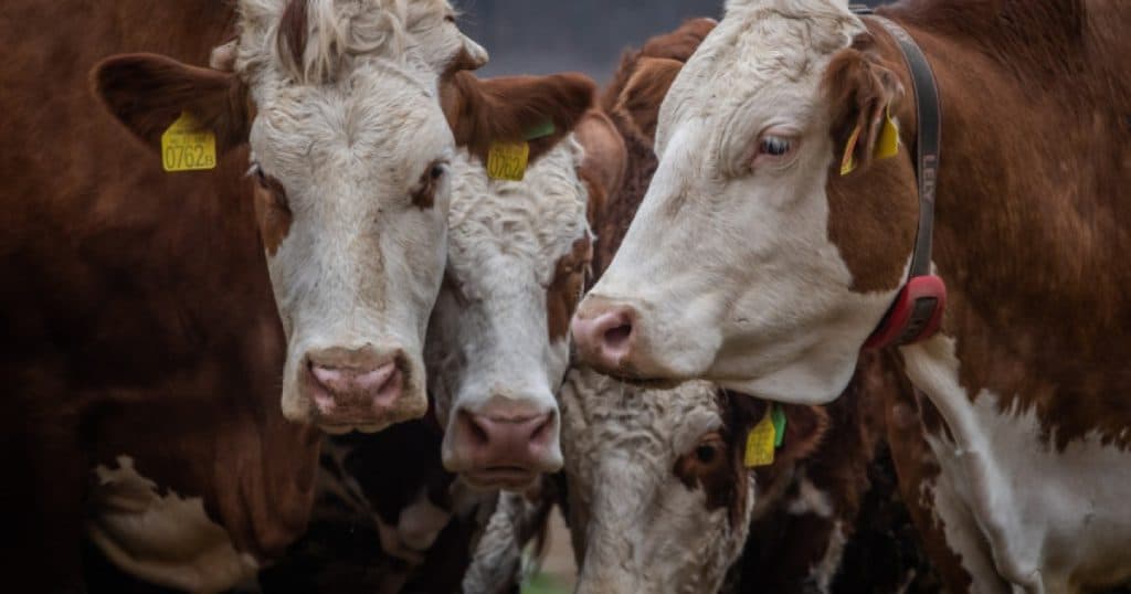 Ungaria a identificat al cincilea focar de febră aftoasă și continuă să sacrifice un număr tot mai mare de bovine.