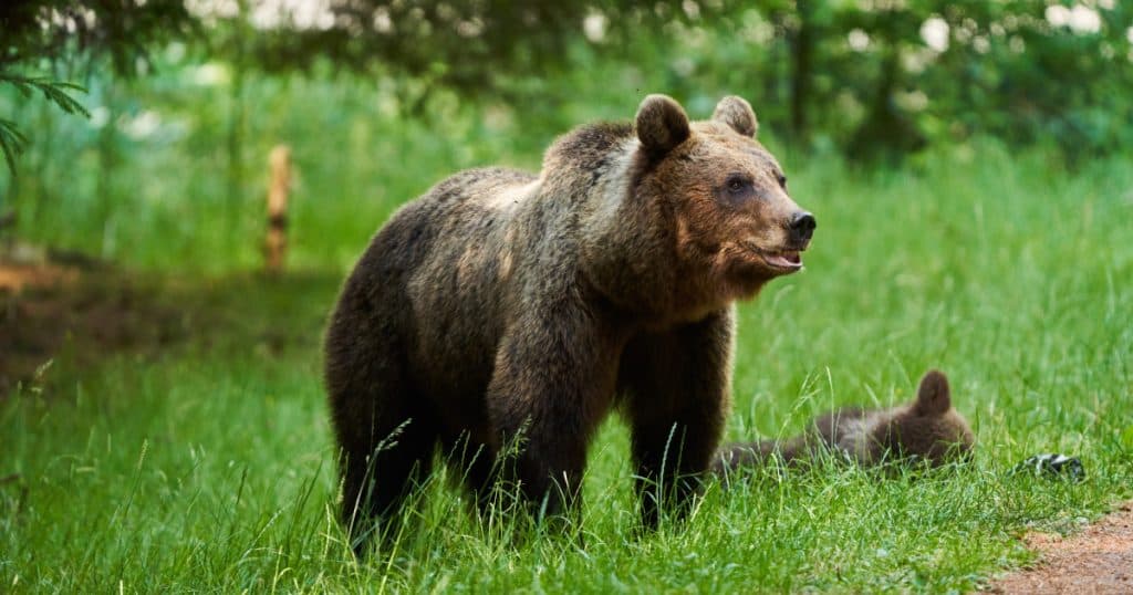 Cazul salvamontistului din Predeal: ursoaica a fost împușcată. Puii au fost tranchilizați, cipați și eliberați în pădure.