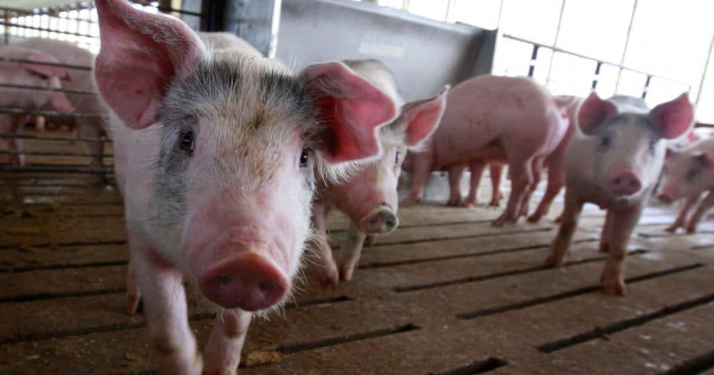 Focar de pestă porcină africană în vestul României. Nouă localități din Timiș au fost izolate și monitorizate.