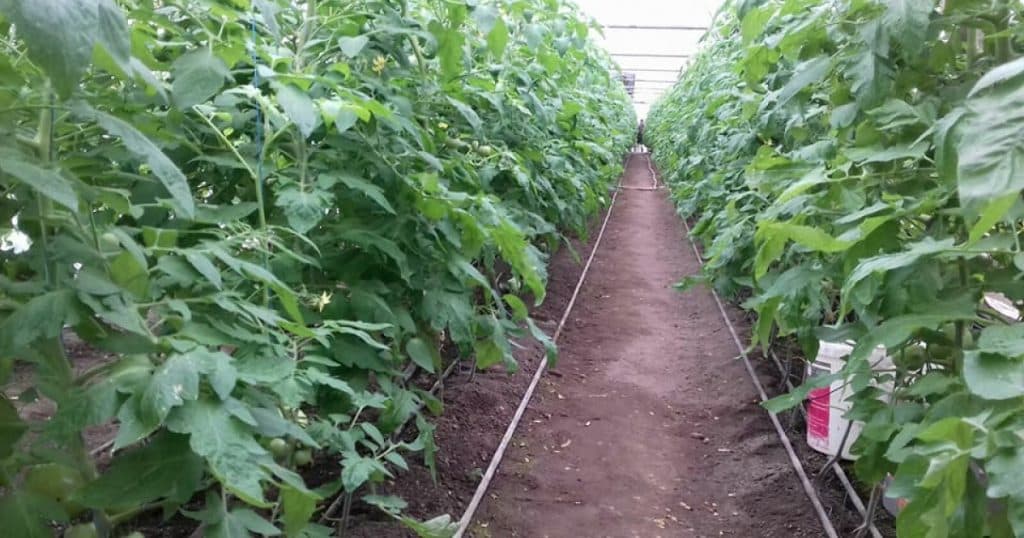 Guvernul sprijină agricultorii care cultivă legume în sere și solarii cu suma de 350 milioane lei