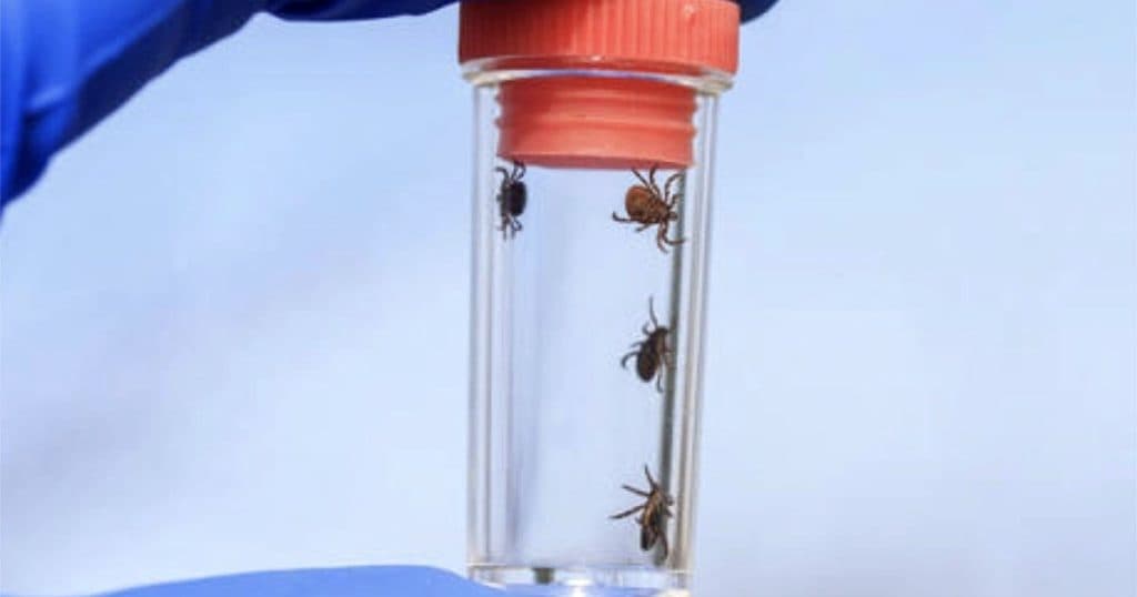 Invazie de căpușe în parcuri și zone verzi: medicii atrag atenția asupra riscului de boală Lyme