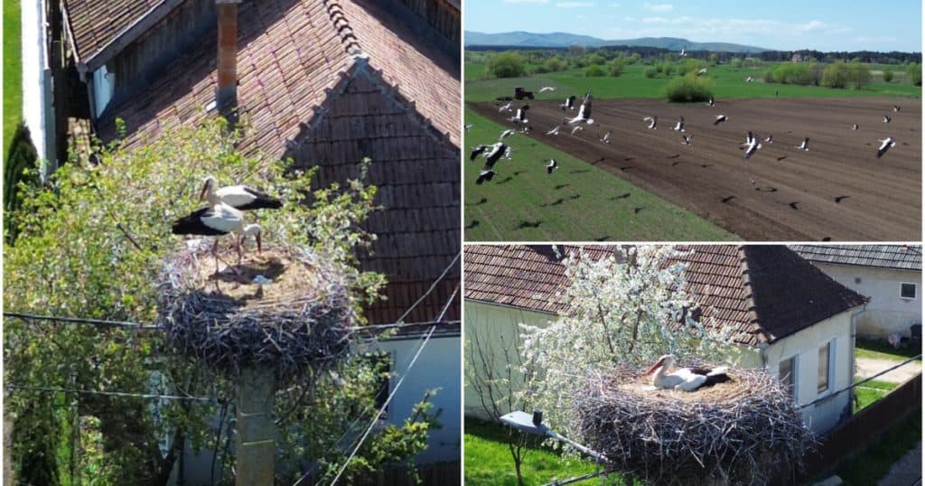 Județul cu 400 de cuiburi de berze. Imagini spectaculoase din comuna în care aproape fiecare stâlp este „acasă” pentru zeci de păsări.