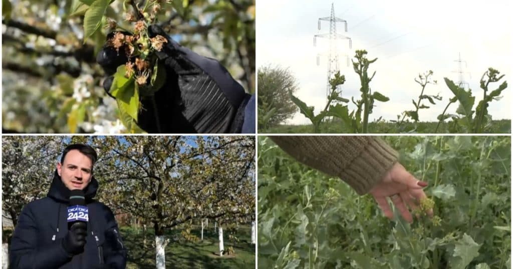 „Nu ne mai așteptam la această zăpadă”. Distrugeri în livezi și pe câmp din cauza valului de frig din ultimele zile