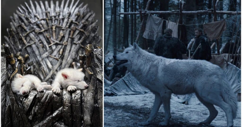 Primul proces de dez-extincție din lume: Lupii străvechi din seria „Game of Thrones” readuși la viață prin inginerie genetică.