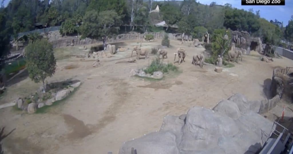 Reacția unor elefanți de la Grădina Zoologică din San Diego în timpul unui cutremur: își apără cei mai tineri membri ai turmei.