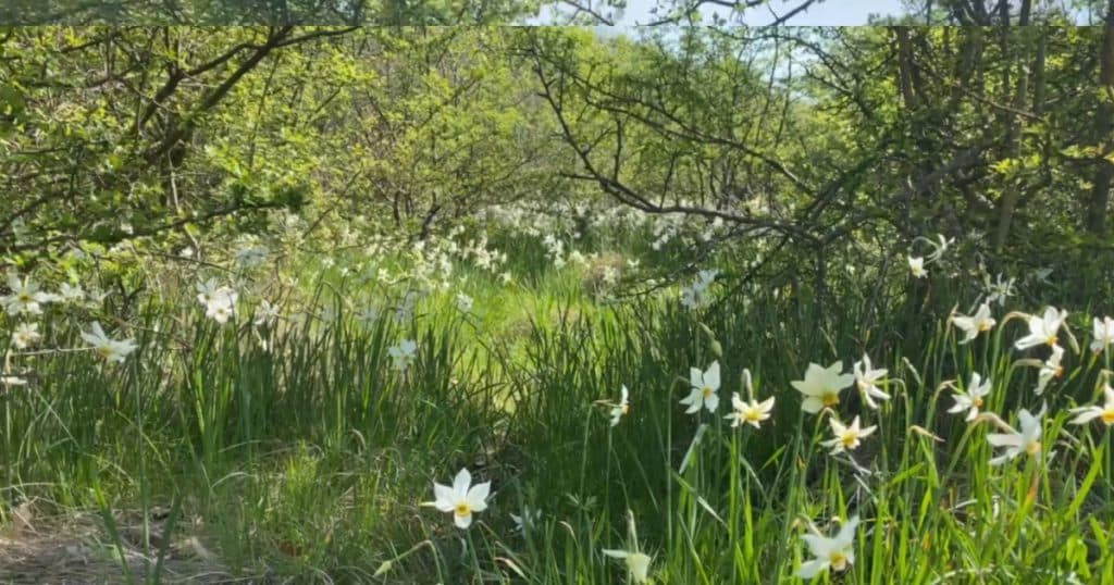 Spectacolul naturii la 5 kilometri de Târgu Jiu: Poiana Narciselor a înflorit. Ce riscă cei care rup florile din aria protejată.