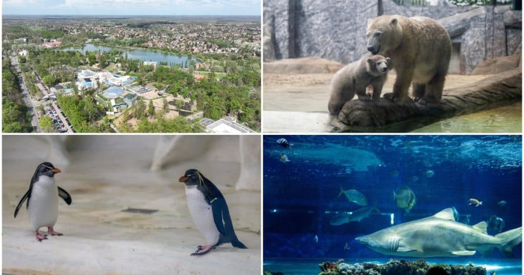 Grădina zoologică din Ungaria, unde locuiesc 5.000 de animale, este vizitată anual de mii de români: „E o senzație incredibilă”
