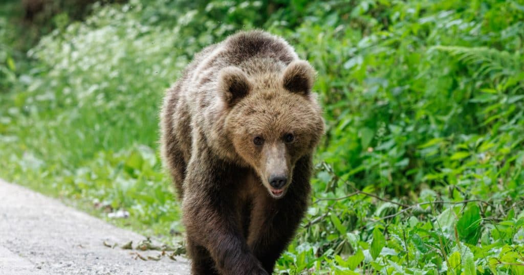 Alertă în Câmpina: un urs a fost observat pe o stradă din oraș