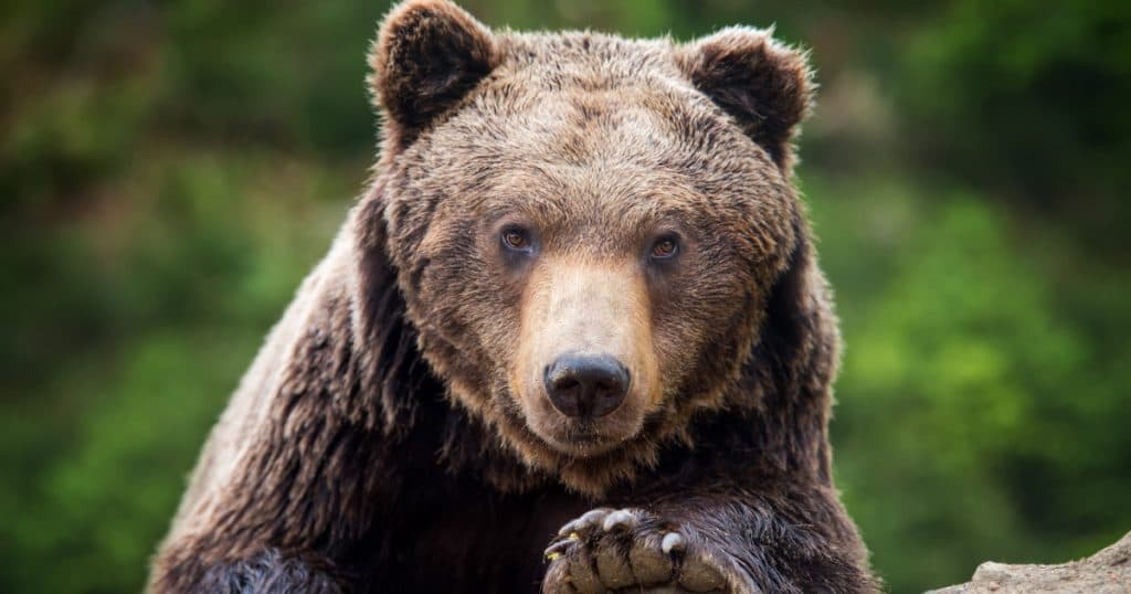 Alertă în Prahova: doi urși au fost observați pe străzile din Sinaia și comuna Cornu