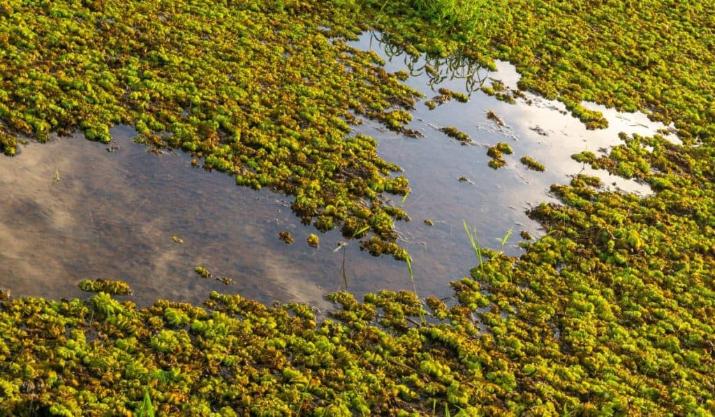 „Caviarul verde”, leguma care a captivat europenii! Crește în apă și este utilizată pentru tratarea gutei sau artritei reumatoide.