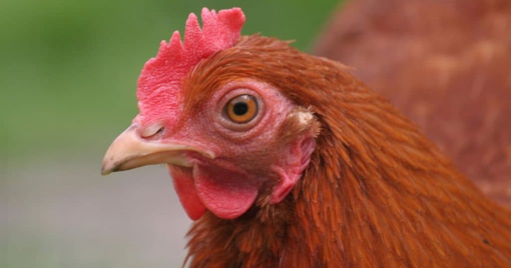 Închirierea unei găini, noua „invenție” a americanilor după creșterea prețurilor la ouă